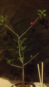 Image result for Mystroxylon