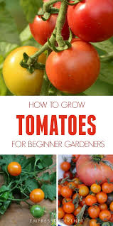 Tomatoes 101 A Quick Start Guide For Beginners Empress Of