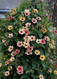 Thunbergia Alata Spanish Eyes Twinkling Climbing Flowers Beautiful Flowers Plants