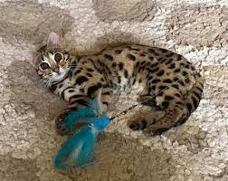 How Long Do Bengal Cats Live