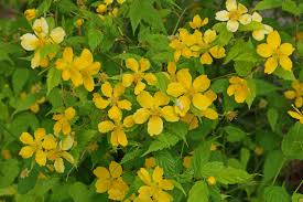 Image result for Kerria japonica