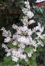 Image result for Tetradenia