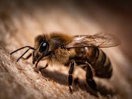 Is it dangerous to have bees in orange county? How Much Does It Cost To Have Bees Removed Bee Safe Bee Removal