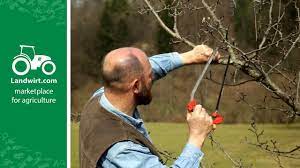 Wann kernobstgehölze wie apfel, birne oder quitte geschnitten werden, hängt von der wüchsigkeit ab. Obstbaume Richtig Schneiden Landwirt Com Youtube