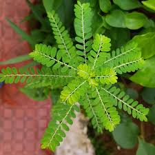 Image result for Phyllanthus beillei