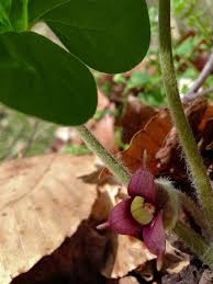 Birds, butterflies, insects and many other creatures may visit or live among the plants and in the soil. Asarum Canadense Wikipedia