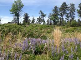 Hearts & flowers florist ⭐ , united states, pine bush, 112 main st: Albany Pine Bush Preserve Commission