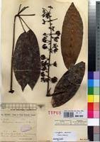 Image result for Astropanax barteri