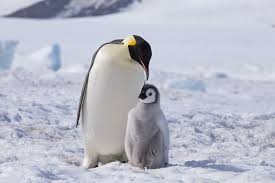 Princess as little tuxedo people) make their first appearance in the original short adventure time, where finn (known as pen in the original short) and jake use them as snowboards. Penguin Facts And Beyond Biology Dictionary