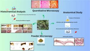 Image result for Secamone africana