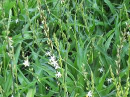 Image result for Chlorophytum bowkeri