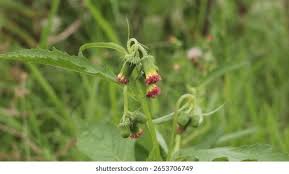 Image result for Crassocephalum crepidioides
