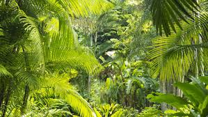 Tropical rainforests are found in a tropical belt around the equator where annual temperature and precipitation are high. Malaysian Rainforests Overview