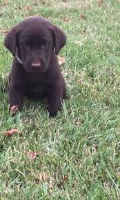 Lab puppies mother, and father video. Akc Labrador Retrievers With Hunting And Ofa Bloodlines Located In Texas San Antonio And Austin Area Bla Lab Puppies Chocolate Lab Puppies Labrador Retriever