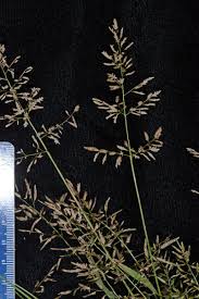 Image result for Eragrostis pilosa