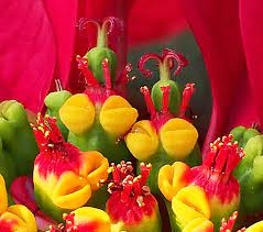 The True Poinsettia Flower Epod A Service Of Usra