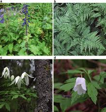 Image result for Diplazium nemorale