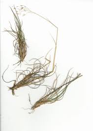 Image result for Pentameris