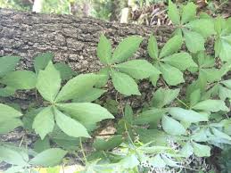Some vines grow upward (climbing), some creep (ground covers) and others grow downward (trailing). What Kind Of Vine Is This