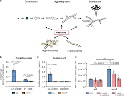 Image result for Mohria marginalis