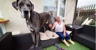 Freddy The Great Dane Is 7 Feet Tall And The Biggest Dog In
