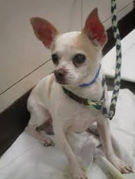 Below is a sample search of our chihuahua breeders with puppies for sale. Chihuahua Dog For Adoption In Colfax Il Adn 556544 On Puppyfinder Com Gender Male Age Senior Dog Adoption Chihuahua Puppies Chihuahua Dogs