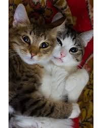 Cats Make You Smile Do You Agree Check Out Our Bio Link For Awesome Cat Stuff Cuteanimals Cute Cats Cute Animals Cats