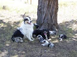 We did not find results for: Kc S Aussies Kc S Aussies