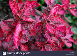 Hallo, weiß vielleicht jemand was das für eine pflanze ist? Iresine Herbstii Rosa Lila Laub Blatter Bunt Zarte Pflanze Bettwasche Stockfotografie Alamy