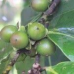 Image result for Diospyros abyssinica