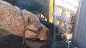 How does it help the camel to adapt to its habitat? Camel Drinking Water Youtube