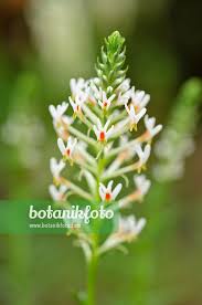 Image result for Hebenstretia