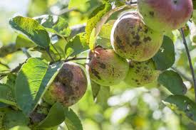 Produire Ses Propres Fruits De Preference Bio Permet De Faire Des Economies Et De Consommer Local Et Quelle Fierte De Cueillir Arbre Fruitier Fruitier Arbre