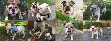 We require that all dogs in your household are spayed or neutered before you will be considered for adoption, no 3. Larue S Legacy Bulldog Rescue Of South Florida Home Facebook