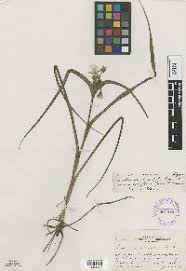 Image result for Stanfieldiella