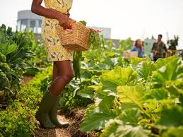 A community gardenis any piece of land where plants are grown and maintained by a group of individuals from the community. What Is A Community Garden Tips For Creating Community Gardens