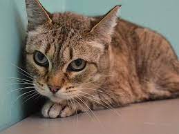 California Love Oregon Humane Society Humane Society Cat Adoption Cute Baby Animals