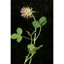 Image result for Trifolium spumosum