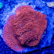 Image result for Subularia monticola