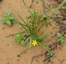 Image result for Curculigo pilosa