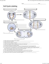 In this phase, the cell increases in mass and organelle number in preparation for cell division. Cell Cycle Label