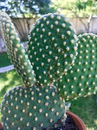 Huge collection, amazing choice, 100+ million high quality, affordable rf and rm images. Does Anyone Know What S Wrong With My Bunny Ear Cactus The Wrinkled Middle One And The Yellow Splotches Plantclinic