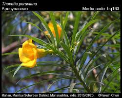 Image result for Cascabela