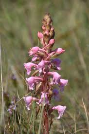 Image result for Satyrium coriophoroides
