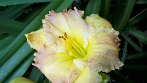 We offer an extraordinary number of hd images that will instantly freshen up your smartphone or computer. Yellow Matte 1080p 2k 4k 5k Hd Wallpapers Free Download Wallpaper Flare