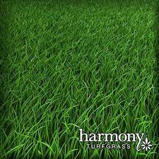 Fescue Sod 500 Sq Ft Fescue Sod Fescue Artificial Turf