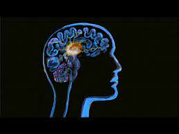 In this comprehensive 3d animation we go over the anatomy of the brain in detail, from the lobes, gyri and sulci of the cortex, to the nuclei of the basal ganglia, white matter, parts of the brainstem, locations of the ventricles, commissures, and other structures. Human Brain Neuron Activity Watercolor 2d Animation By Retro Vectors Limited On Dribbble