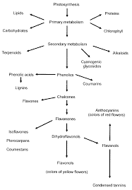 The total phenolic content was determined by a spectrophotometric method. Food Phenolic Compounds Main Classes Sources And Their Antioxidant Power Intechopen