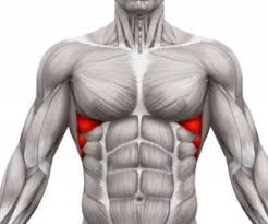 Except this is just what is not because it works with your opponent very clear: The Scaption 101 How To Increase Your Deltoid Muscle Definition
