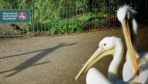 Introducing The Pelicans Of St James Park Park London Park Pelican
